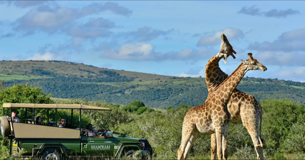 Shamwari-Private-Game-Reserve